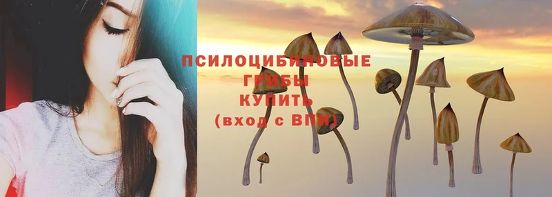 гидра   Ясногорск  Псилоцибиновые грибы MAGIC MUSHROOMS  магазин продажи  